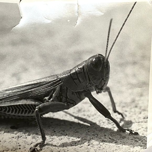 c1970 Original Grasshopper Black White Photograph Steven Willhite Glen Ellen IL - Picture 1 of 8
